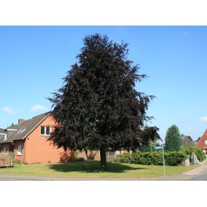Buk lesný (Fagus sylvatica) ´PURPUREA´ - výška 80-100 cm, kont. C7.5L 